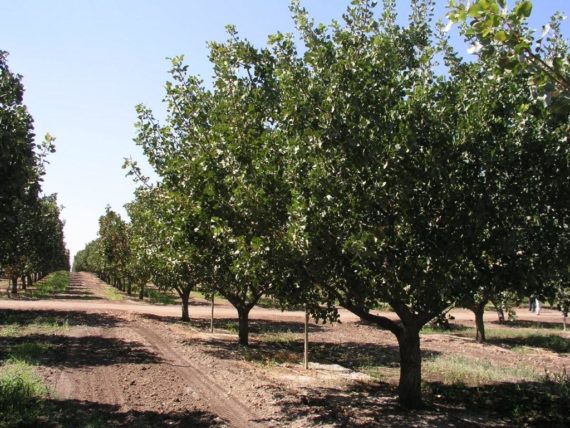 Utilities Have the Right to Remove Trees Within an Easement